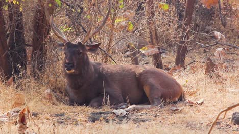 Junger-Friedlicher-Sambarhirsch-Mit-Schönen-Geweihen-Auf-Dem-Kopf,-Der-Unter-Baum-Im-Gir-wald-Gujarat-Indien-I-Sitzt-Sambar-Tier-Im-Wald-Stock-Video