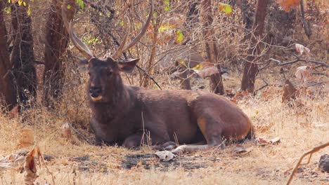 joven y pacífico ciervo sambar con hermosos cuernos en la cabeza sentados bajo un árbol en el bosque gir gujarat india i sambar animal en el bosque almacen de video