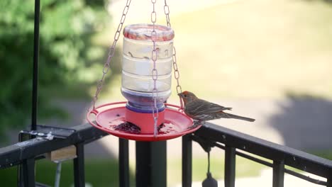 Male-house-finch-eating-from-a-jelly-feeder---panning,-sliding,-parallax