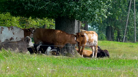 Group-of-cows-resting-and-standing-under-the-shade-of-a-large-tree-in-a-green-pasture,-showcasing-a-tranquil-farm-scene-on-a-sunny-day