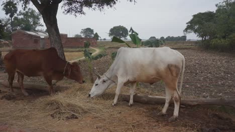 cows eating grass on a dirt road, next to farm land and pasture in india