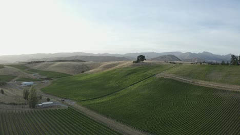 Revelación-De-Un-Hermoso-Y-Exuberante-Viñedo-Con-Un-Enorme-árbol-Ubicado-Sobre-El-Paisaje-En-Marlborough,-Nueva-Zelanda