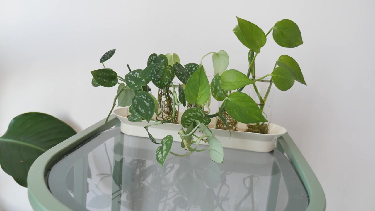 Small Pothos Plant Cuttings Propagating in Glass Vases