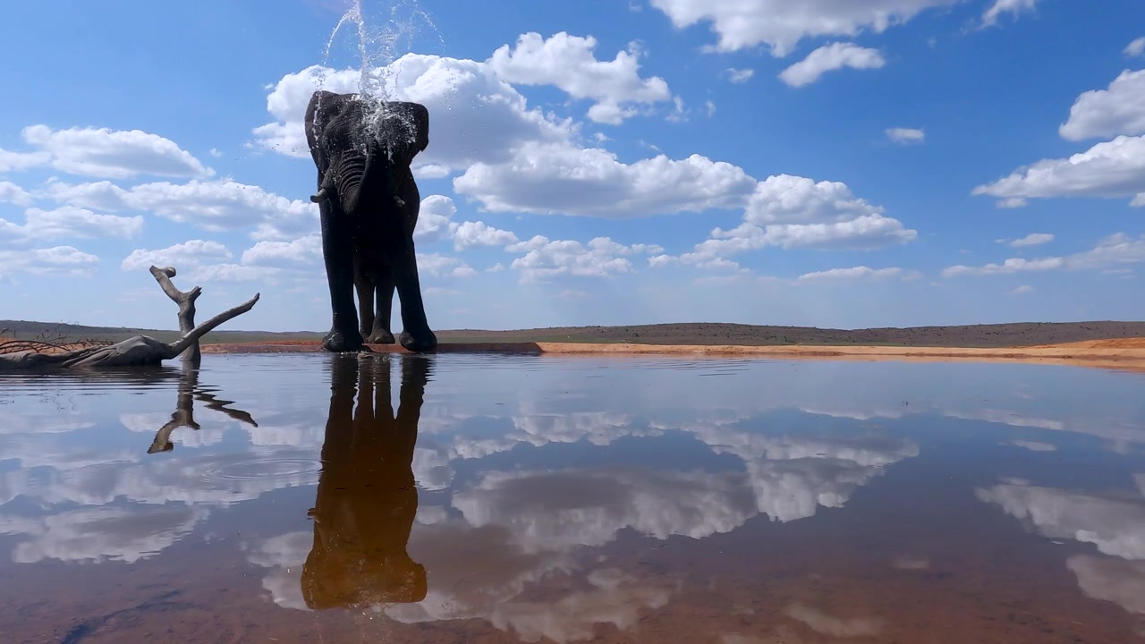 Elefante africano se refrescando em um bebedouro, com reflexo frontal.