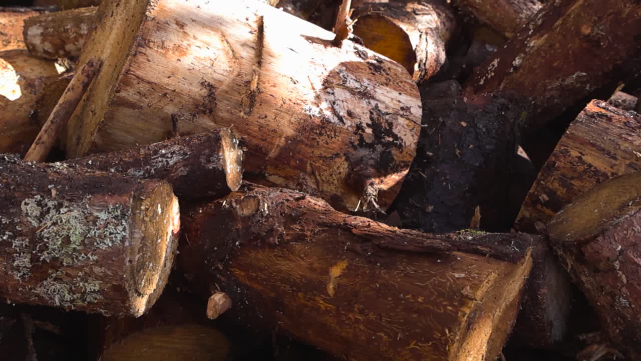 Close up view gliding over freshly cut pine and tree log timbers in a pile on top of each other during a sunny day in a garden or forest. Shallow depth of field, bokeh blurry background. Moss visible