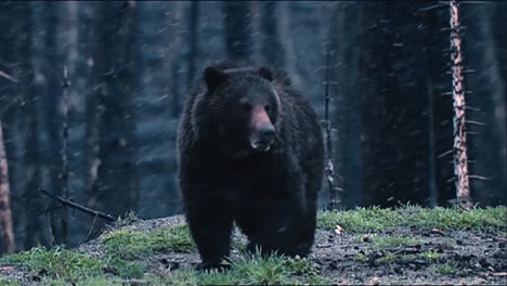 grizzly bear (ursus arctos) eating with a dark forest behind and heavy snow fall b roll