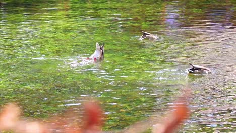 Enten-Schwimmen-In-Einem-Kristallklaren-Wasser-Eines-Natürlichen-Sees,-Der-Ins-Wasser-Schnorchelt,-Um-Nahrung-Zu-Schnappen