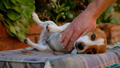 amorosa mascota de la familia jack russell siendo acariciada, disfruta de la atención