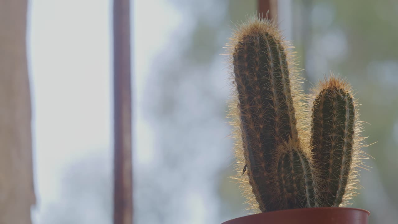 Un primo piano di un cactus in vaso bagnato dalla luce solare naturale, posizionato vicino alla finestra di una cella