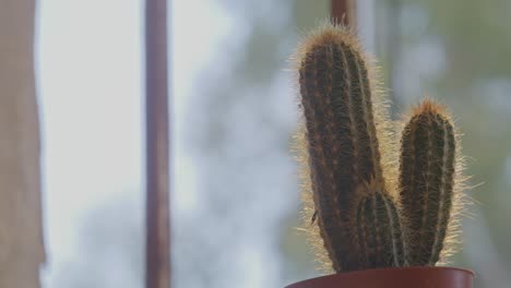 A-close-up-image-of-a-potted-cactus-bathed-in-natural-sunlight,-positioned-near-a-cell's-window