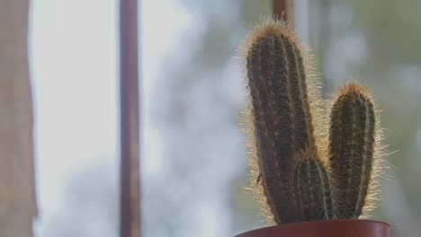 una imagen en primer plano de un cactus en olla bañado en luz solar natural, posicionado cerca de la ventana de una celda