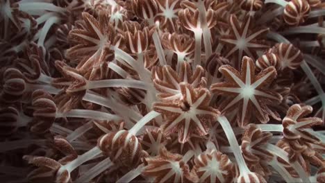 a colony of xenia corals feeding on plankton by pulsating their many tentacles