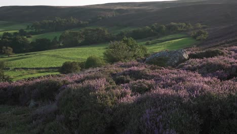 purple heather in bloom, with fields and farmland below - late august on the north york moors at westerdale
