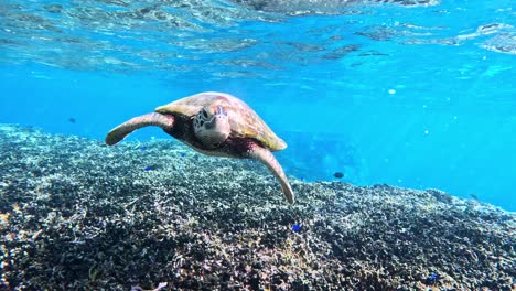 closeup of green sea turtle swimming in shallow water over beautiful coral reef