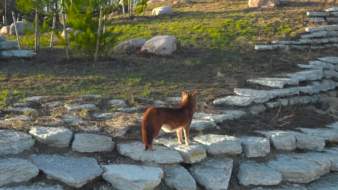 Static footage of dhole, mountain wolf standing on a stone platform at zoo. Calm red coated animal looking around thoughtfully, turns its head and looks up. Golden hour sunlight on the on the hillside