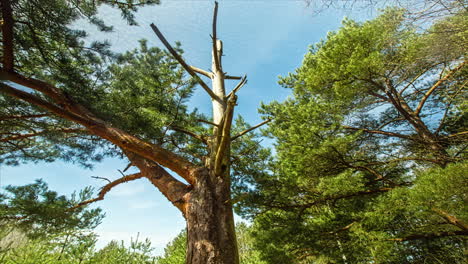 hyperlaspe around magnificent tree surrounded by green branches on sunny day