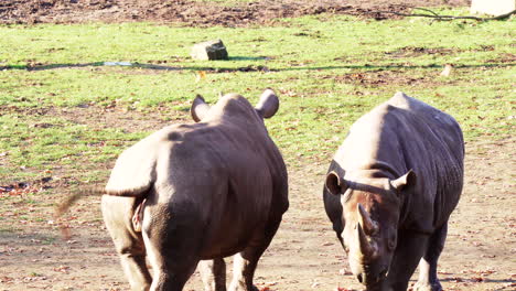 Nashorn-Weiden-Und-Herumlaufen