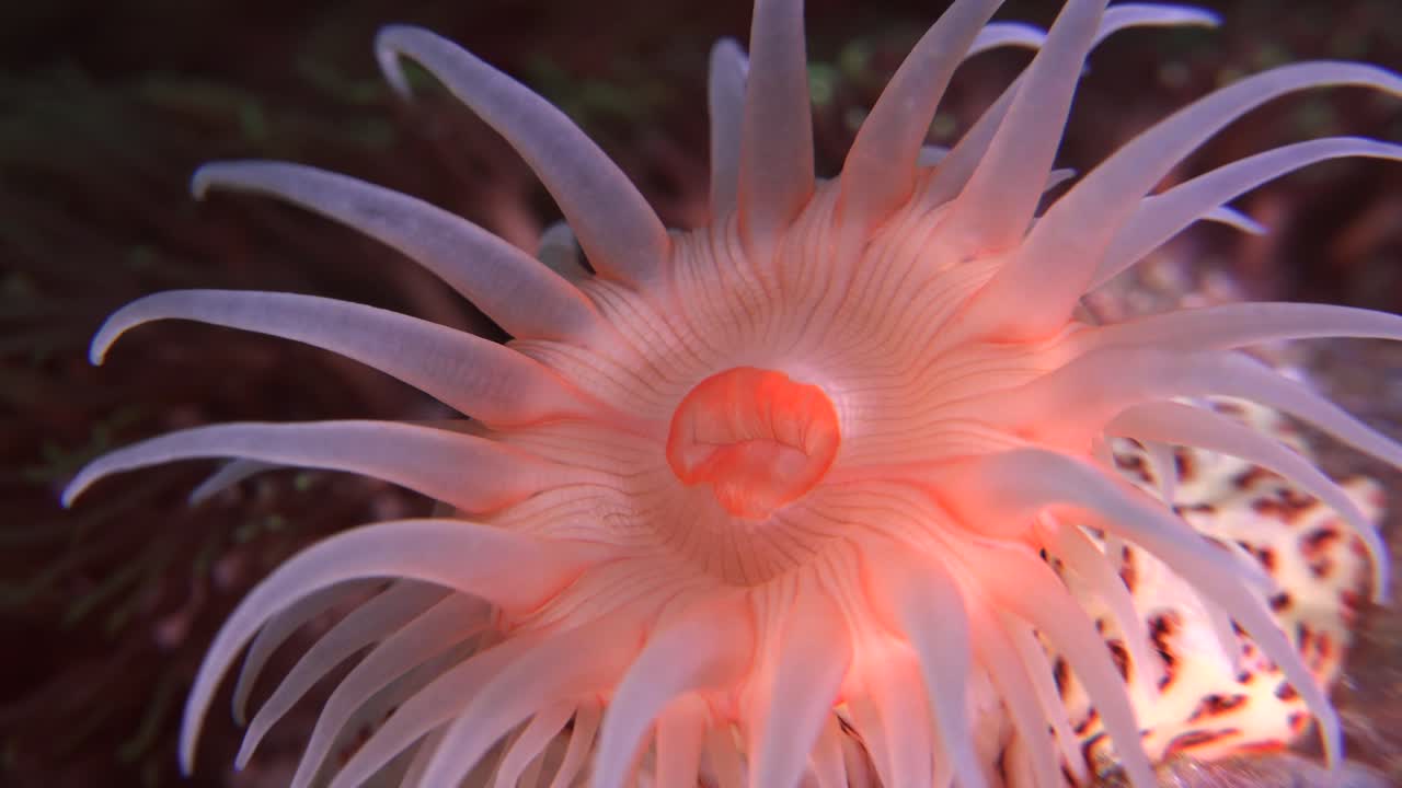 전체 프레임을 채우는 밝은 주황색 말미잘의 슈퍼 클로즈업