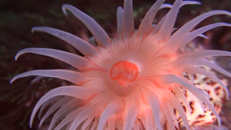 Super-Nahaufnahme-Einer-Leuchtend-Orangefarbenen-Seeanemone,-Die-Den-Gesamten-Rahmen-Ausfüllt