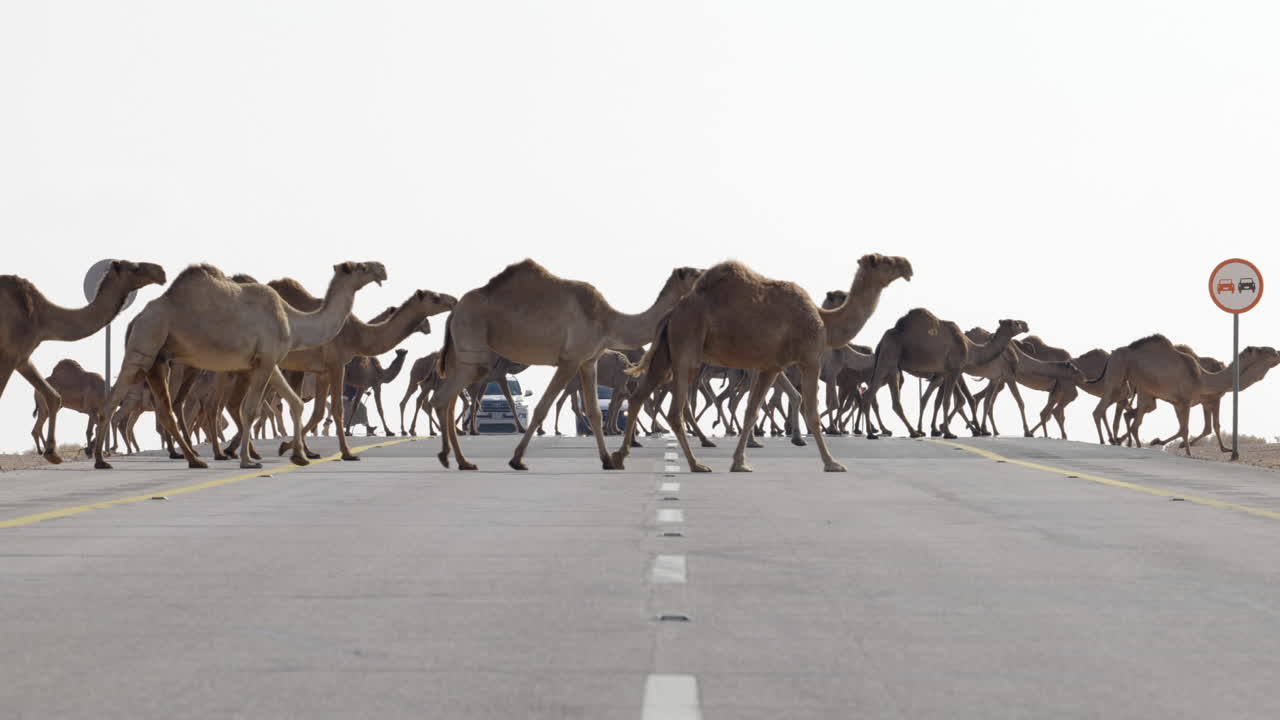 una manada de camellos cruzando una carretera sin gente en un día nublado