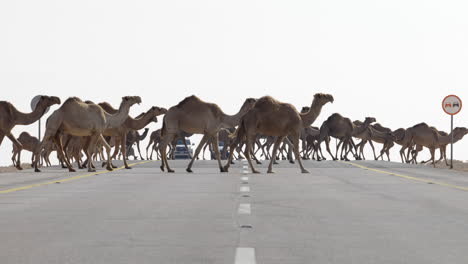 a herd of camels crossing a road with no people on an overcast day