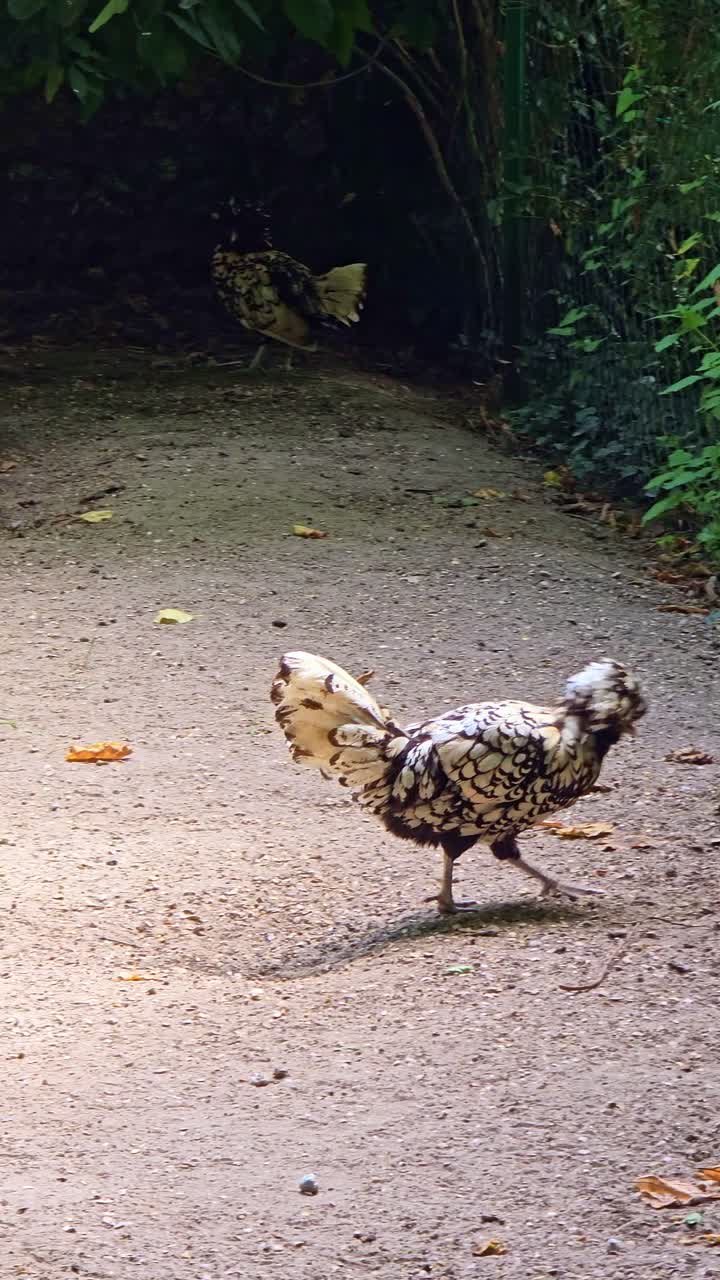 Vertical shot of a black and white ornamental hen with head crest sitting on soil, then standing and moving toward other hens in background