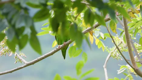 orange-chinned parakeet in the jungle near santa marta, magdalena, colombia