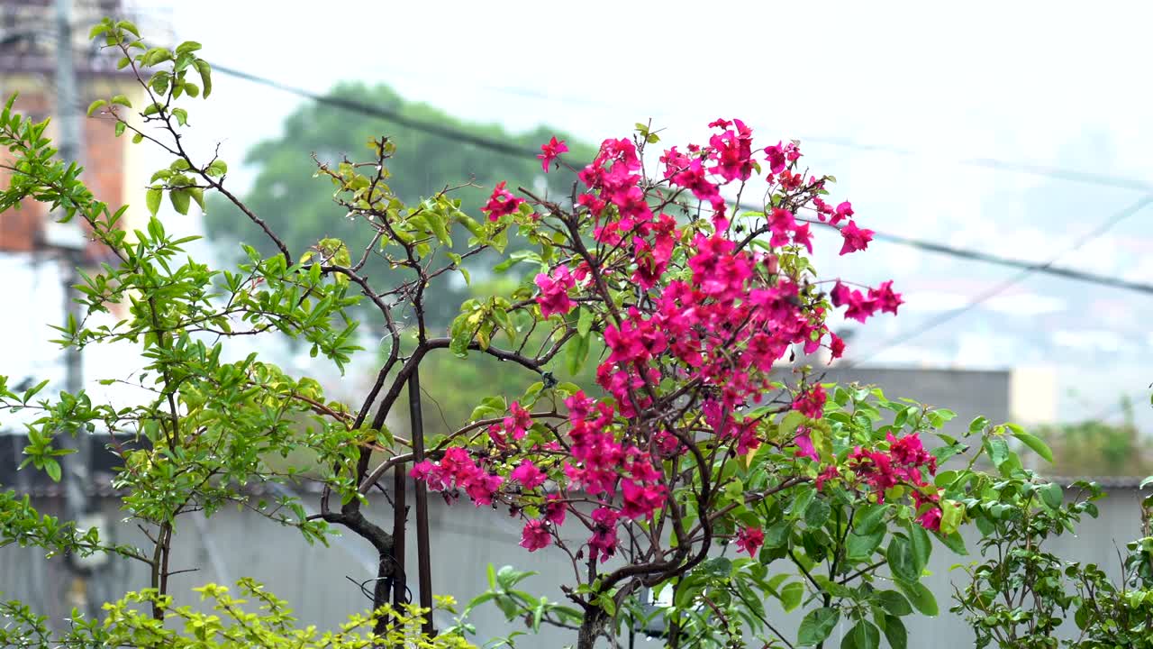 정원의 분홍색 꽃