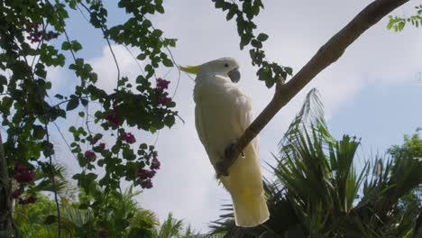 Una-Toma-Fija-De-Una-Cacatúa-Blanca-Posada-Elegantemente-En-Una-Rama,-Con-El-Cielo-Y-Las-Exuberantes-Ramas-De-Los-árboles-Verdes-Al-Fondo,-Capturada-Desde-Una-Perspectiva-Lateral-De-ángulo-Bajo