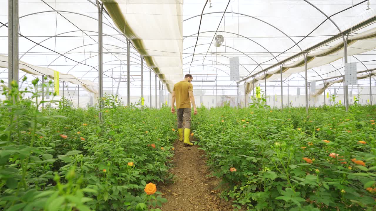 온실에서  ⁇  장미를 키우고 있습니다.