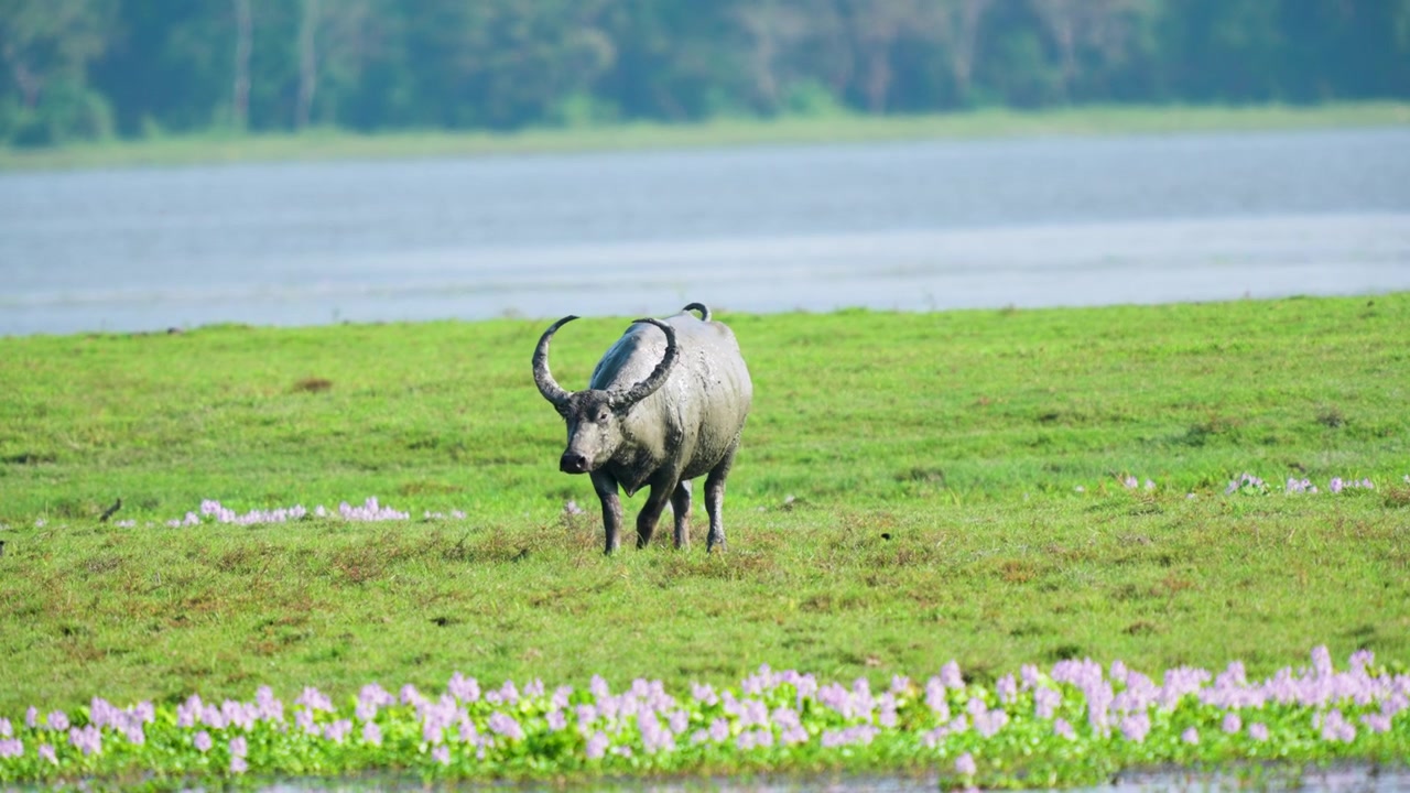 Un majestueux buffle d'eau sauvage aux grandes cornes traverse une zone humide verdoyante et luxuriante en Inde, avec des fleurs violettes et un arrière-plan de rivière. Scène de faune cinématographique