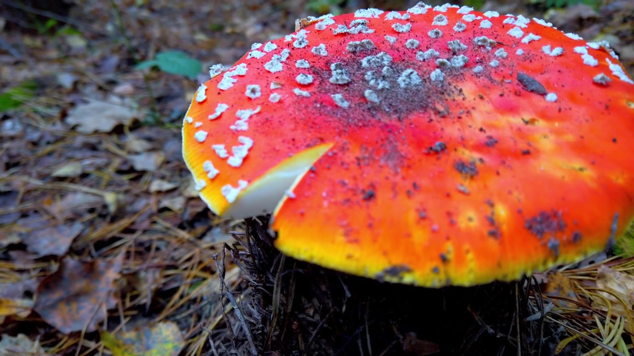 Muchomor czerwony w jesiennym lesie. Amanita muscaria