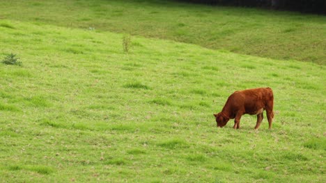 cow peacefully grazing on a lush field