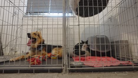 german shepherd dog and moggy black and white cat in separate cages