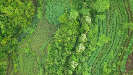 Toma-Aérea-De-Drones-De-Un-Hermoso-Patrón-De-Plantación-Verde-Con-Densos-árboles-De-Bosque---Paisaje-Tropical-De-Indonesia