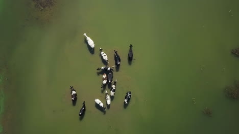 vacas en un campo inundado