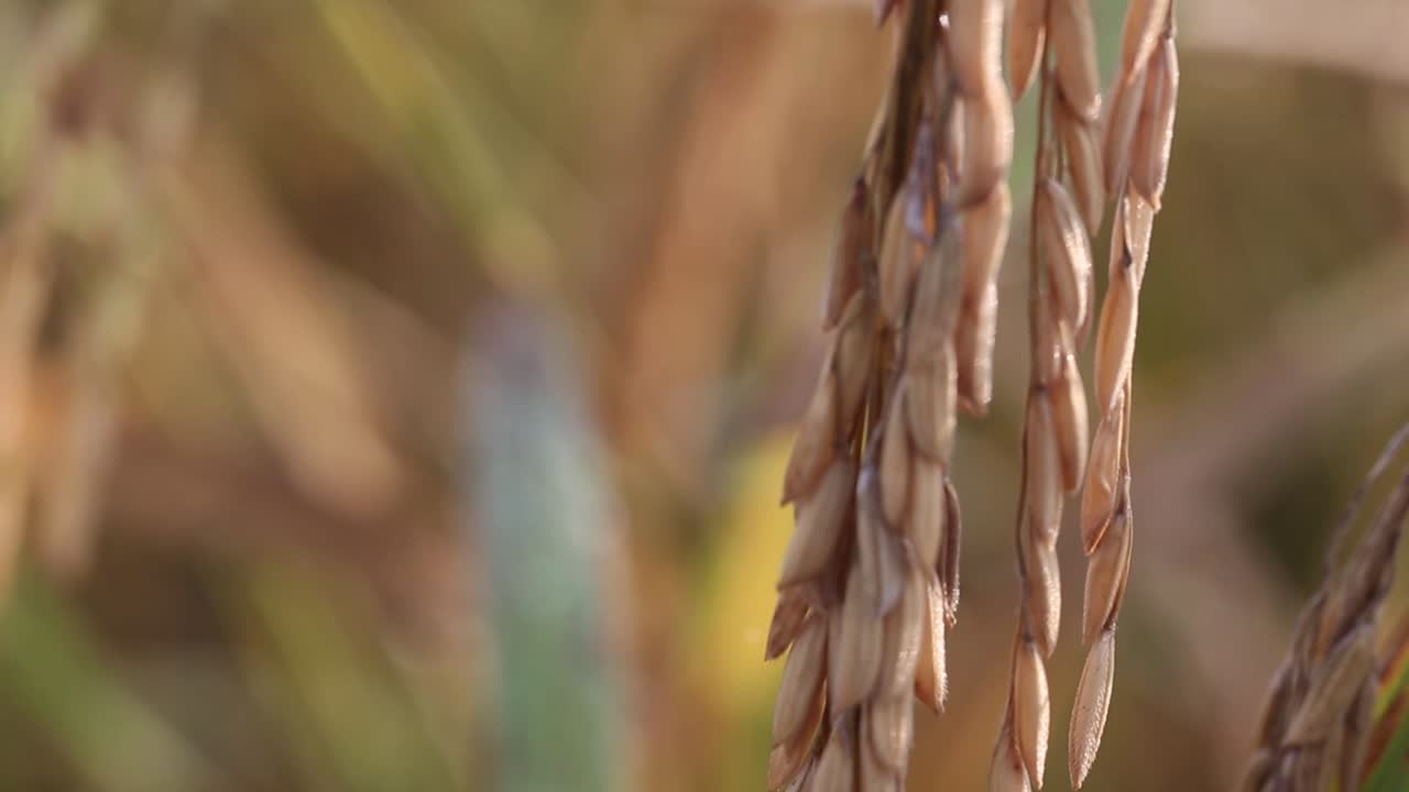 태국 수린 지방의 태국 벼