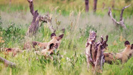 Tiro-De-Teleobjetivo---Manada-De-Perros-Salvajes-Africanos-Escondidos-En-La-Hierba-Alta-Y-Matorrales-Del-Delta-Del-Okavango