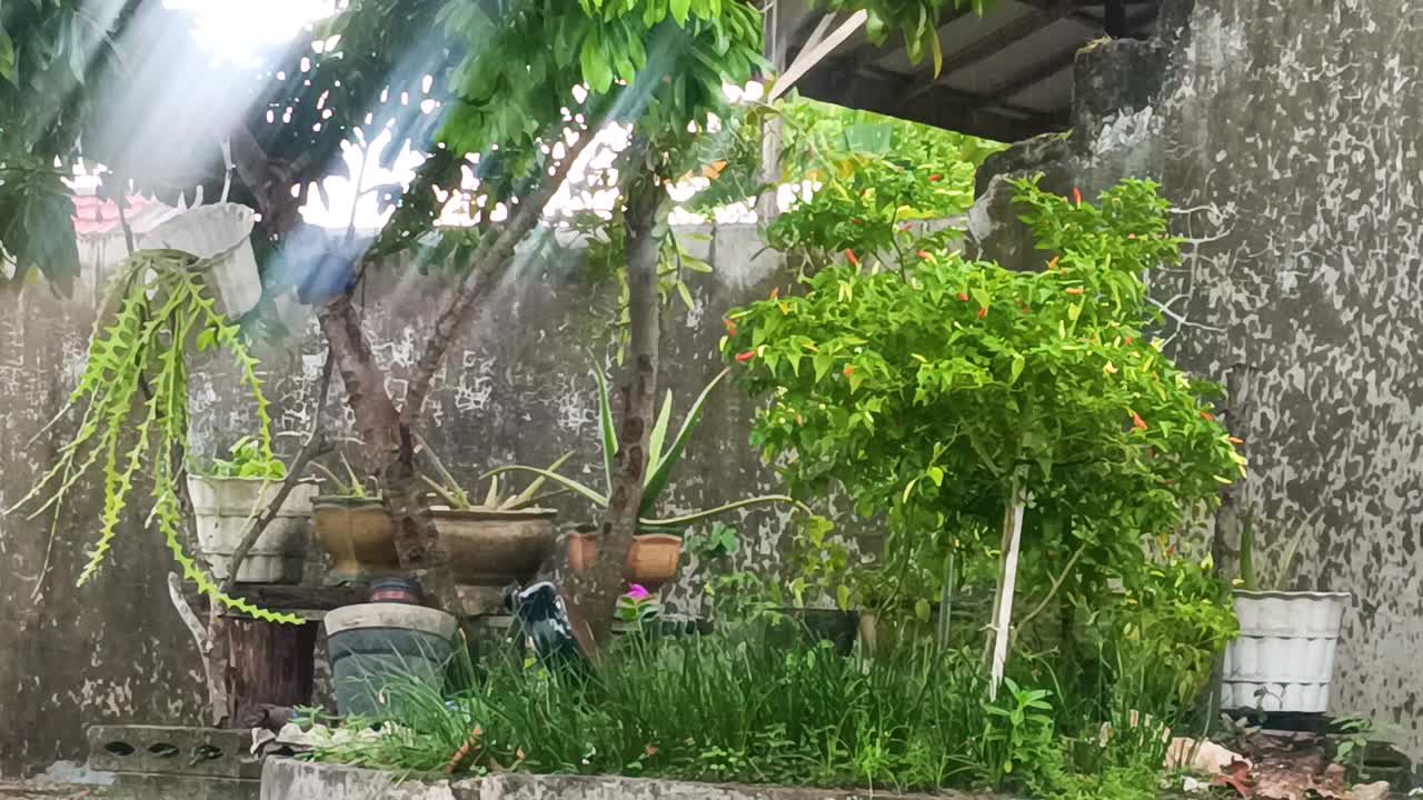 taman rumah saat hujan dengan sinar matahari