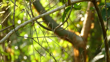 a-hummingbird-sitting-in-a-tree-and-flying-away,-Trochilidae