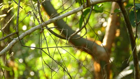 un colibrí sentado en un árbol y volando, trochilidae