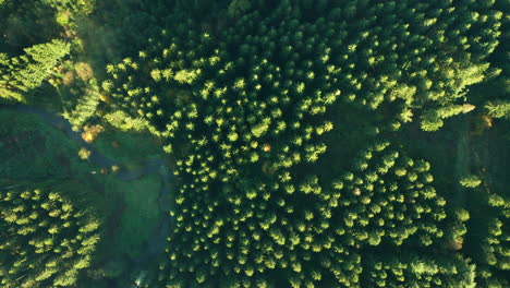 Vogelperspektive-Auf-Dichten-Nadelwald-Tagsüber-In-Sommerain,-Belgien---Luftdrohnenaufnahme