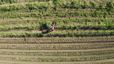 Birds-eye-view-and-dropping-down-over-farmer-harvesting-red-onions-in-Salinas-Valley,-CA