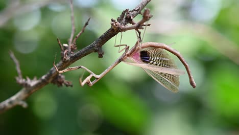 heterochaetula straminea, mantis, imágenes de 4k