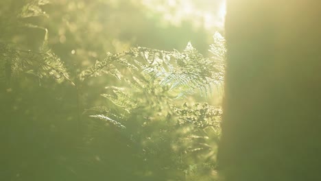 filigree fern leaves backlit by the bright sun