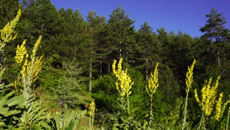 Colorful-landscape-of-pine-forest-and-yellow-wild-flowers-with-blue-sky-background