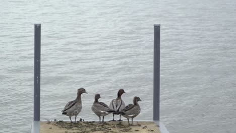 patos en el muelle queriendo saltar al agua ventoso día nublado en el lago
