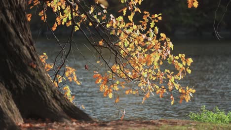 A-magnificent-old-oak-tree,-covered-with-autumn-leaves,-stands-on-the-bank-of-the-small-pond-its-branches-hanging-low-above-the-water