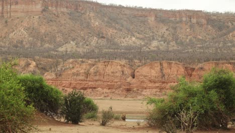 wide shot of a sub-adult male lion lying hidden on a riverbank below the chilojo cliffs in gonarezhou national park.