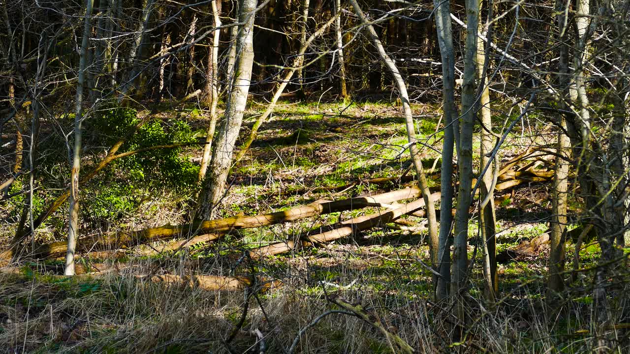 어두컴컴한 오후에 으스스한 숲의 정적인 모습